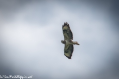 Buzzard in Flight Under Side View