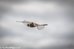 Dragonfly in Flight Side View