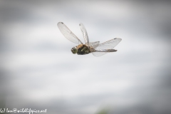 Dragonfly in Flight Side View