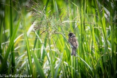 Male Reed Bunting on Reed Back View