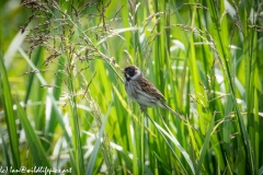 Male Reed Bunting on Reed Side View