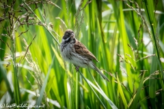 Male Reed Bunting on Reed Side View