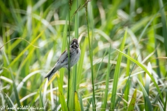 Male Reed Bunting on Reed Side View