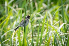 Male Reed Bunting on Reed Side View