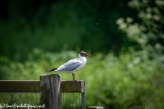 Black-headed Gull on Fence Side View