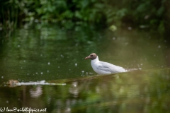 Black-headed Gull on Water Fall Side View