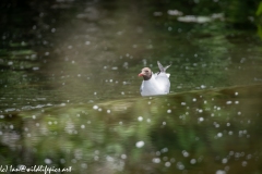 Black-headed Gull on Water Fall Front View