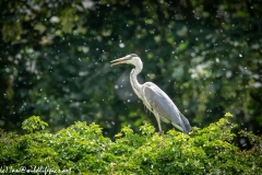 Grey Heron on Tree Top Side View