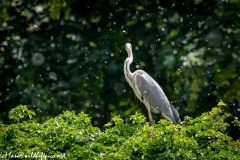 Grey Heron on Tree Top Side View