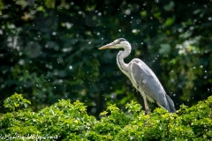 Grey Heron on Tree Top Side View