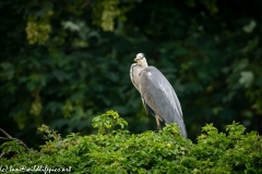 Grey Heron on Tree Top Side View