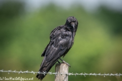 Carrion Crow on Wooden Fence Post Side View