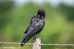 Carrion Crow on Wooden Fence Post Side View