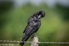 Carrion Crow on Wooden Fence Post Side View