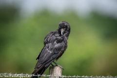 Carrion Crow on Wooden Fence Post Side View