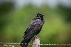 Carrion Crow on Wooden Fence Post Side View