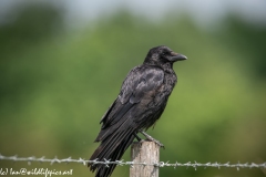 Carrion Crow on Wooden Fence Post Side View