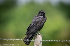 Carrion Crow on Wooden Fence Post Side View