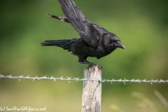 Carrion Crow on Wooden Fence Post Wings out Side View