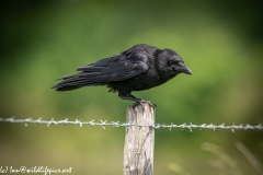 Carrion Crow on Wooden Fence Post Side View