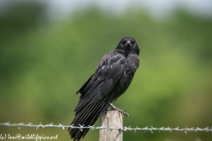 Carrion Crow on Wooden Fence Post Side View