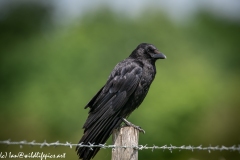 Carrion Crow on Wooden Fence Post Side View