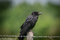 Carrion Crow on Wooden Fence Post Side View