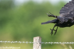 Carrion Crow in Flight Side View