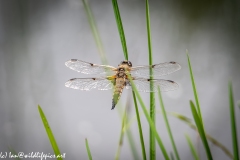 Dragonfly Back View