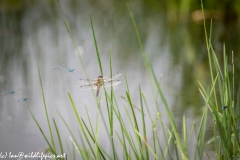 Dragonfly Back View