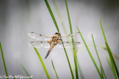 Dragonfly Back View