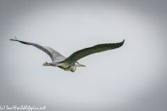 Grey Heron in Flight Side View