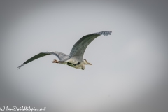 Grey Heron in Flight Side View