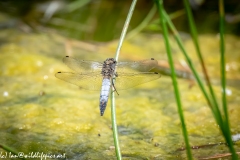 Dragonfly Back View