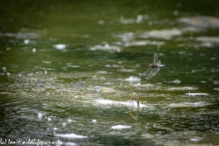 Dragonflies in and on Water