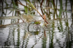 Dragonflies in and on Water