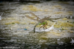 Dragonflies in and on Water