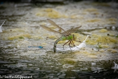 Dragonflies in and on Water