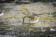 Dragonflies in and on Water