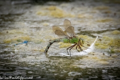 Dragonflies in and on Water