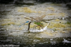 Dragonflies in and on Water