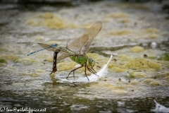 Dragonflies in and on Water