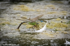 Dragonflies in and on Water