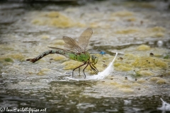 Dragonflies in and on Water