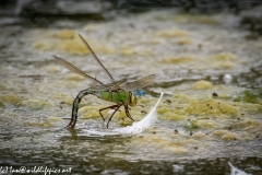 Dragonflies in and on Water