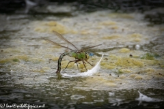 Dragonflies in and on Water