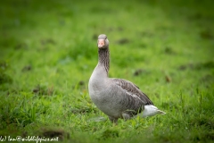 Greylag Goose on Grass Front View