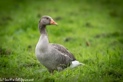 Greylag Goose on Grass Front View