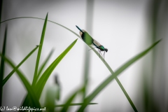 Blue Green Damselfly on Reed Side View