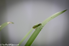 Green Damselfly on Reed Back View